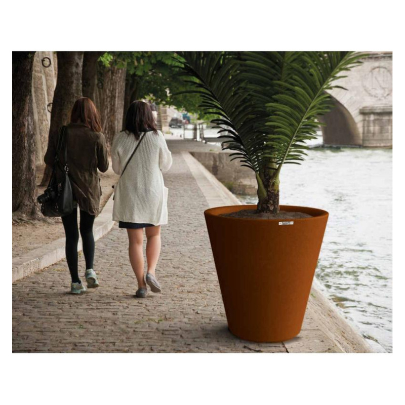 sansevieria zeylanica fan 4